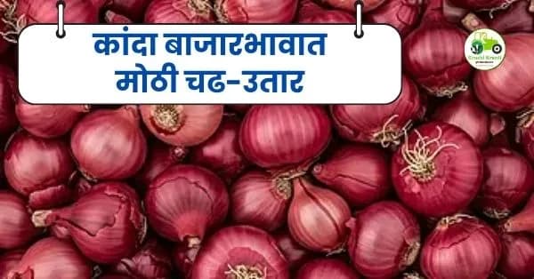 कांदा बाजारभावात मोठी चढ-उतार; पिंपळगाव बसवंत बाजारात कांद्याला २३२५ रुपयांचा उच्चांकी दर