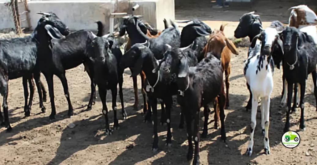 शेतकऱ्यांनो पाळा या शेळ्यांच्या ३ जाती, व मिळवा अधिक उत्पन्न