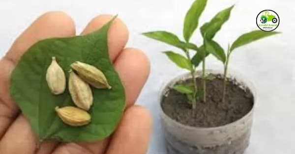 विलायची लागवड कशी करावी? पहा संपूर्ण माहिती