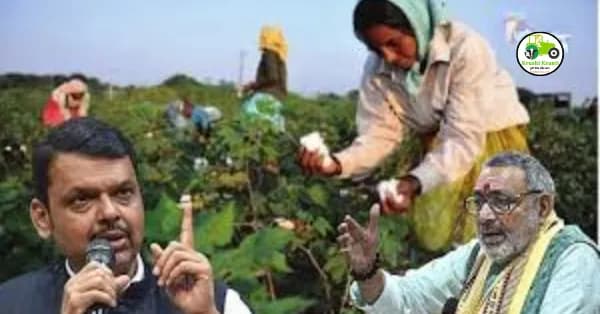 कापूस शेतीत क्रांती! ‘सघन पद्धती’ने उत्पादनात ४०% वाढ – सरकारची देशभर अंमलबजावणी