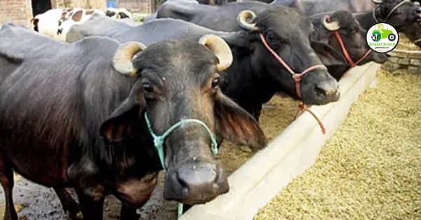 गाय-म्हैस गाभण राहिली का? आता फक्त १० रुपयांत समजणार!