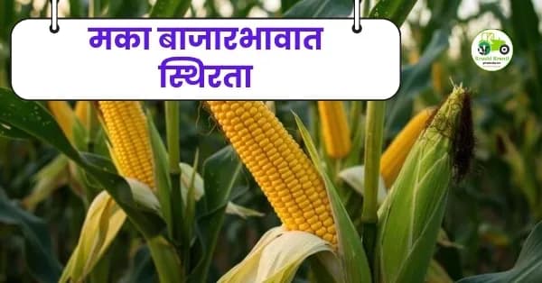 मका बाजारभावात स्थिरता; पुणे आणि मुंबई बाजारात मक्याला चांगला दर