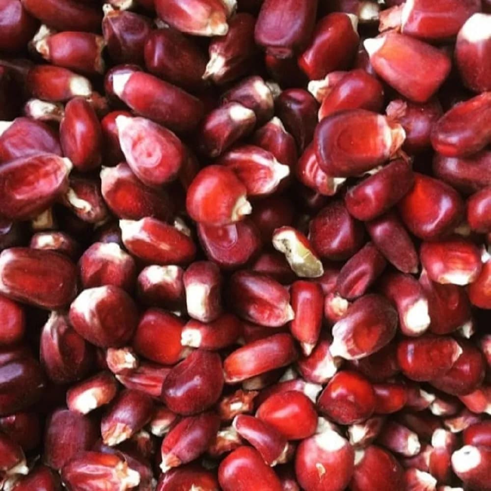 लाल मका बियाणे