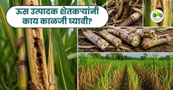 ऊस उत्पादक शेतकऱ्यांनी काय काळजी घ्यावी?
