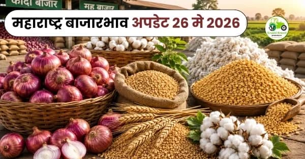 महाराष्ट्र बाजारभाव अपडेट 26 मे 2026 : कांदा, गहू, कापूस आणि तूर दरांमध्ये चढ-उतार