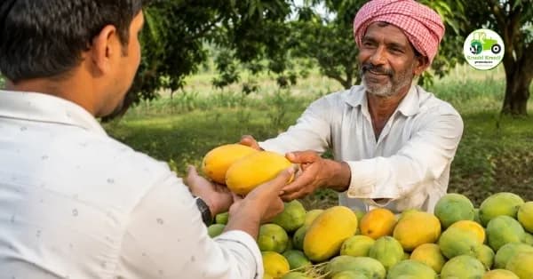 ग्रामीण भागात गावरान आंब्याची वाढती मागणी; ग्राहकांचा थेट शेतकऱ्यांकडून खरेदीकडे कल