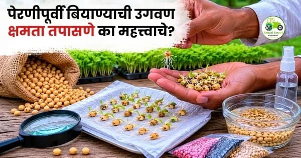पेरणीपूर्वी बियाण्याची उगवण क्षमता तपासणे का महत्त्वाचे? जाणून घ्या सोपी पद्धत