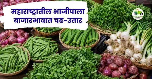 महाराष्ट्रातील भाजीपाला बाजारभावात चढ-उतार; कांदा, भेंडी, गवार, मेथी आणि कोथिंबिरीचे ताजे दर जाहीर