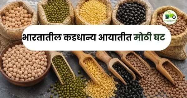 भारतातील कडधान्य आयातीत मोठी घट; शेतकरी आणि बाजारासाठी काय आहेत संकेत?