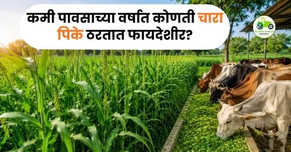 एल निनो आणि कमी पावसाच्या वर्षात कोणती चारा पिके ठरतात फायदेशीर?