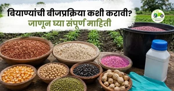 ज्वारी, बाजरी, मका, तूर, उडीद, मूग आणि भुईमूग बियाण्यांची बीजप्रक्रिया कशी करावी? जाणून घ्या संपूर्ण माहिती