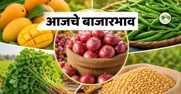 आजचे बाजारभाव 28 मे 2026 : आंबा, कांदा, मिरची, मेथी आणि तुरीचे ताजे दर