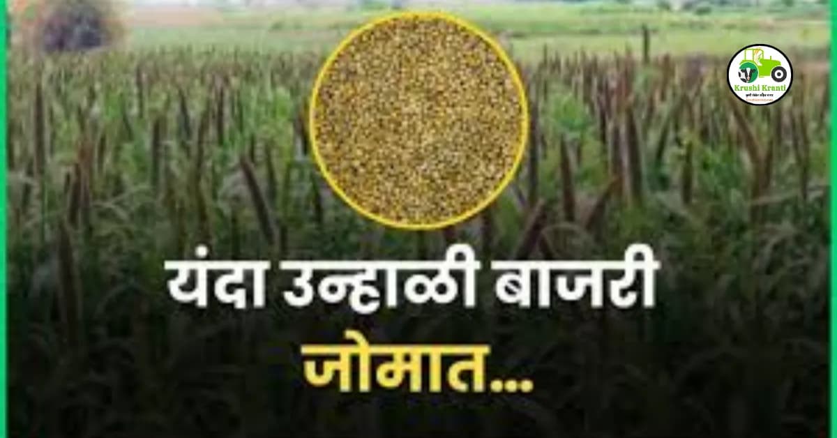 यंदा उन्हाळी बाजरी जोमात…