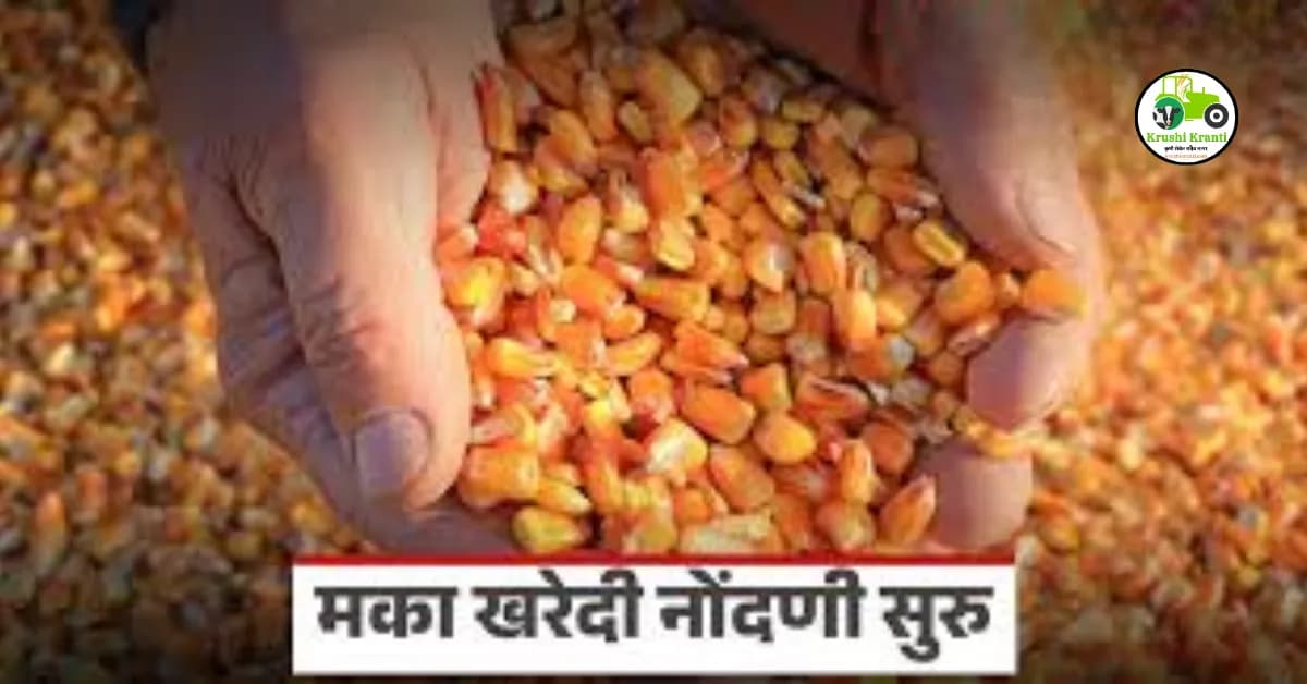 सरकारी पोर्टलवर नोंदणी करून मिळवा हमीभाव! मका उत्पादकांसाठी खास योजना…!