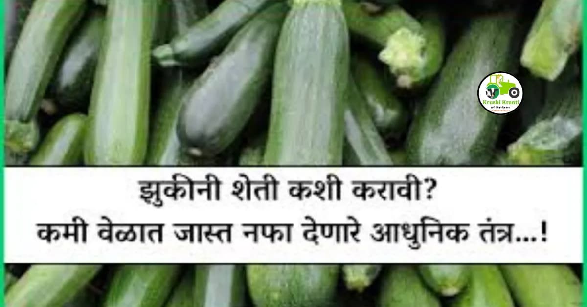 झुकीनी शेती कशी करावी? कमी वेळात जास्त नफा देणारे आधुनिक तंत्र…!
