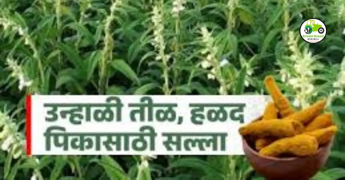 ऊस, हळद आणि उन्हाळी तिळासाठी तज्ज्ञांचा महत्त्वाचा सल्ला, शेतकऱ्यांनी आवर्जून वाचा…!