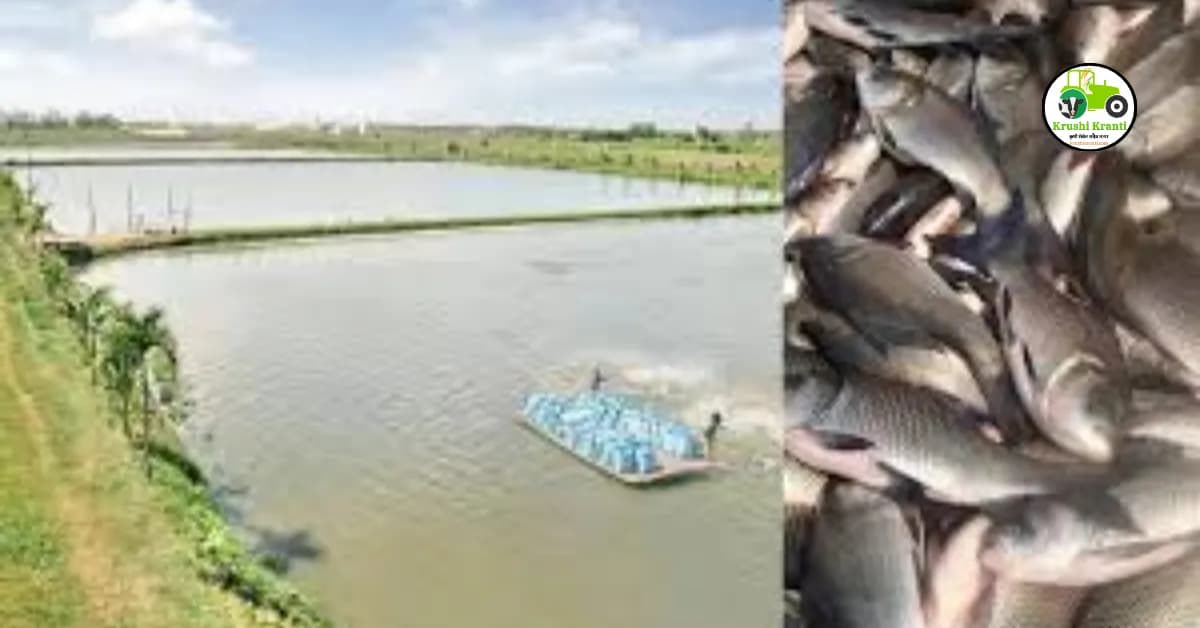 शेतीसोबत मत्स्यशेती कशी करावी? योग्य माशांची निवड व फायदे…