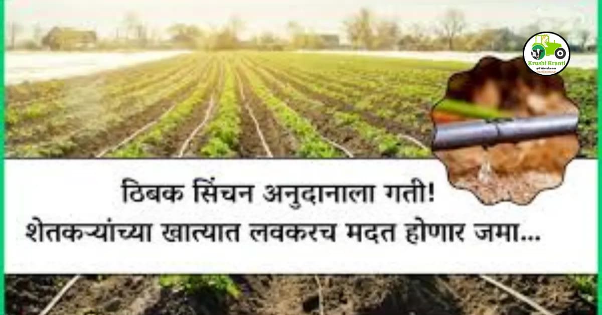 ठिबक सिंचन अनुदानाला गती! शेतकऱ्यांच्या खात्यात लवकरच मदत होणार जमा…