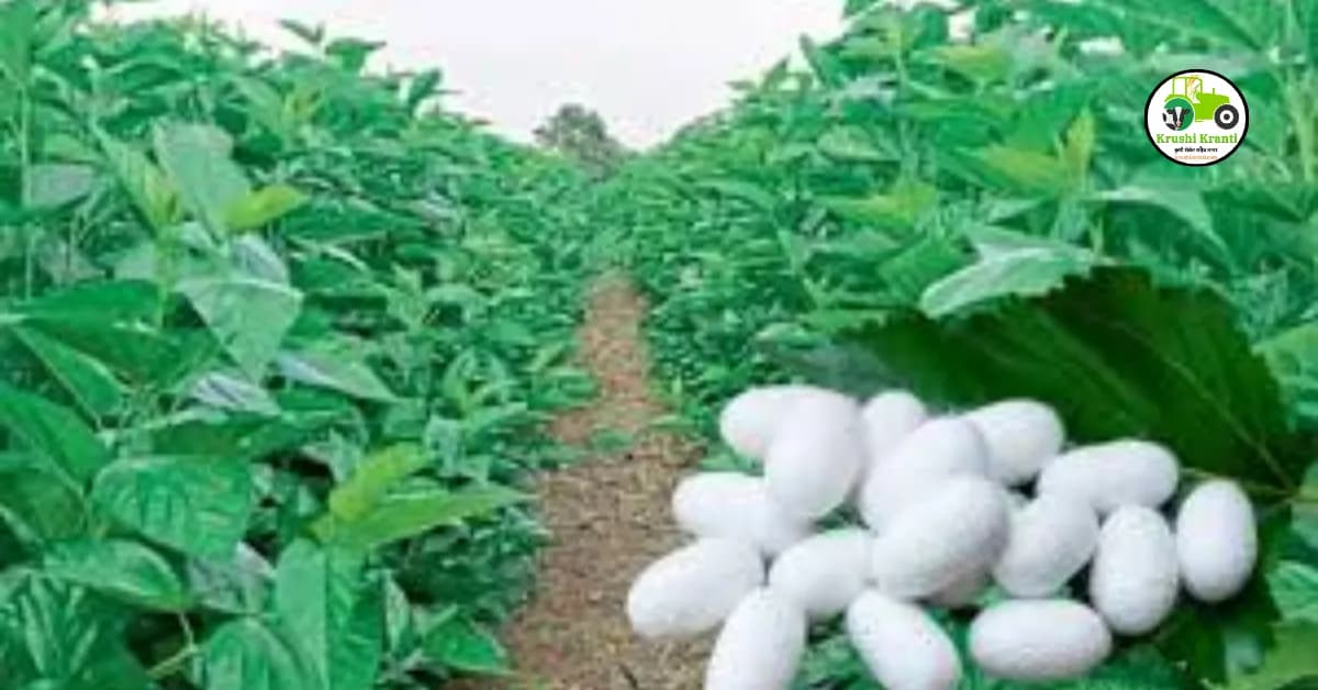 प्रति एकर तुती लागवड करा आणि तीन वर्षांत 3.75 लाखांचे सरकारी अनुदान मिळवा...!