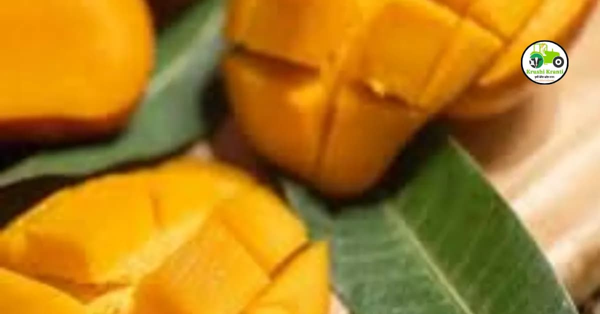 आंबा मोहोर टिकवण्यासाठी प्रभावी उपाय कोणते..?