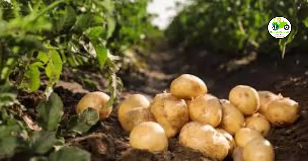 बटाटा शेती: फायदेशीर अन्न पीक व लागवड तंत्रज्ञान