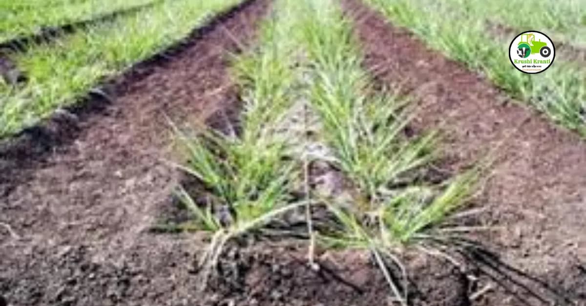 तुम्ही ऊस लागवडीचा विचार करताय? हे महत्त्वाचे टिप्स चुकवू नका..!