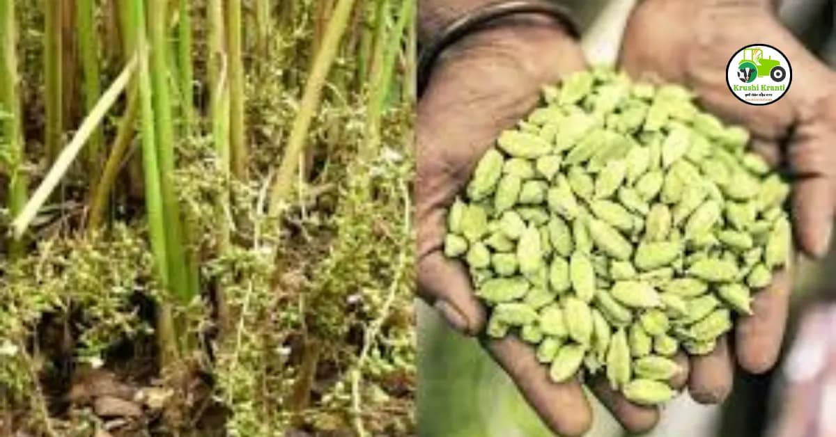 वेलचीची शेती करा आणि लाखोंचा नफा मिळवा…