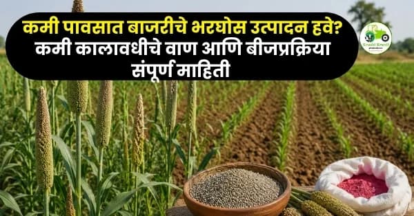 कमी पावसात बाजरीचे भरघोस उत्पादन हवे? कमी कालावधीचे वाण आणि बीजप्रक्रिया ठरते फायदेशीर
