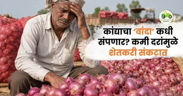 कांद्याचा ‘वांदा’ कधी संपणार? कमी दरांमुळे शेतकरी संकटात, सरकारकडून ठोस निर्णयाची अपेक्षा