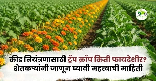 कीड नियंत्रणासाठी ट्रॅप क्रॉप किती फायदेशीर? शेतकऱ्यांनी जाणून घ्यावी महत्त्वाची माहिती