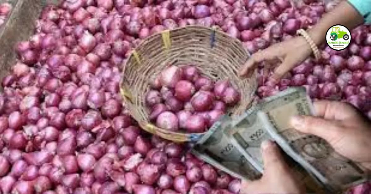 कांद्याचे दर वाढणार की कमी होणार.? जाणून घ्या बाजाराचा अंदाज..!
