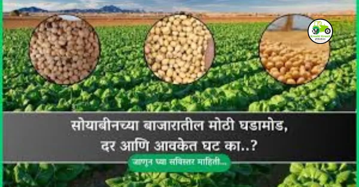 सोयाबीनच्या बाजारातील मोठी घडामोड, दर आणि आवकेत घट का..?