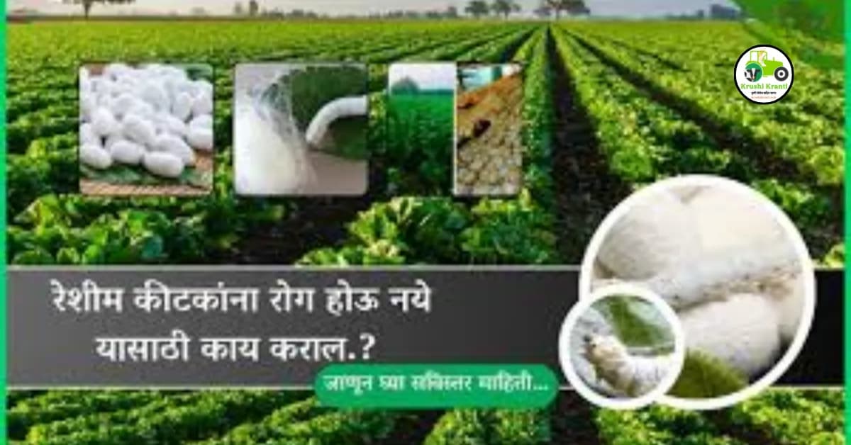 रेशीम कीटकांना रोग होऊ नये यासाठी काय कराल.? जाणून घ्या सविस्तर माहिती…