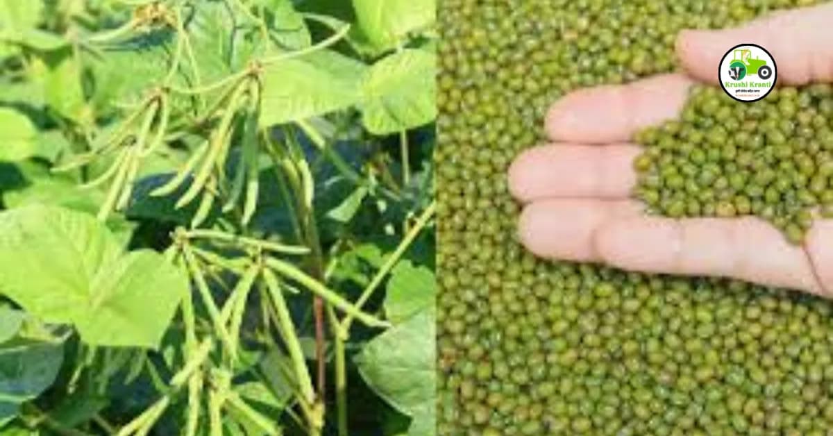 Summer mung bean : उन्हाळी मूग उत्पादन तंत्रज्ञान