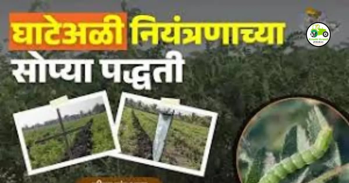 असं करा हरभऱ्यावरील घाटेअळीचं नियंत्रण!