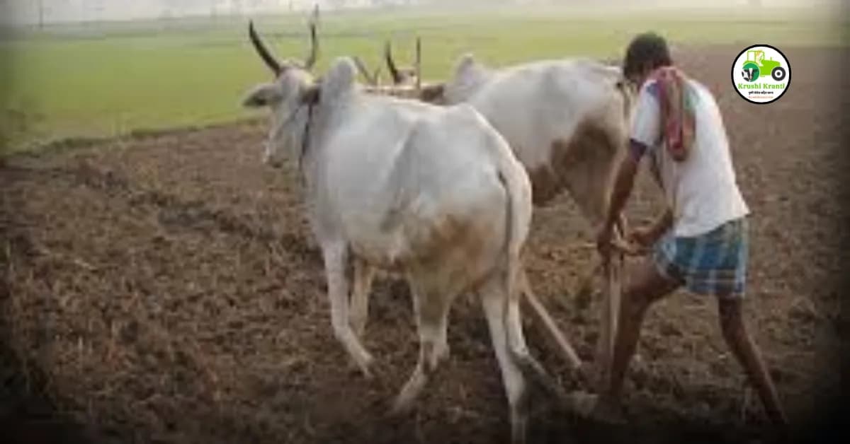 Maharashtra Krushi Din: महाराष्ट्रात 1 जुलैला का साजरा केला जातो हा दिवस?