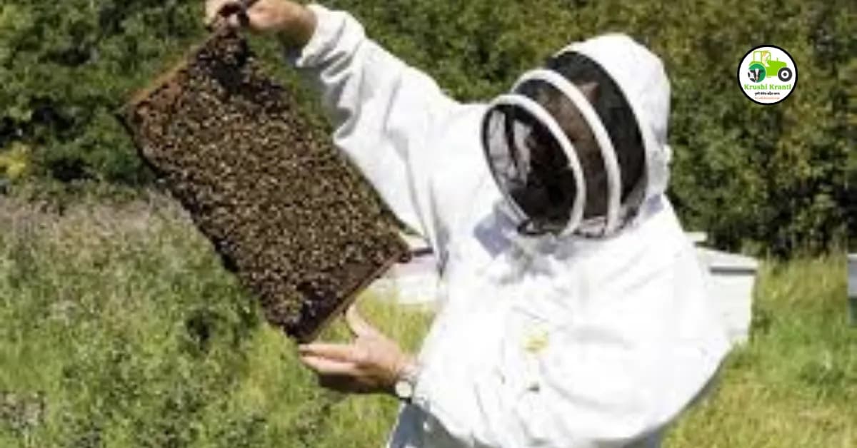 What is Beekeeping : मधुमक्षिका पालन माहिती