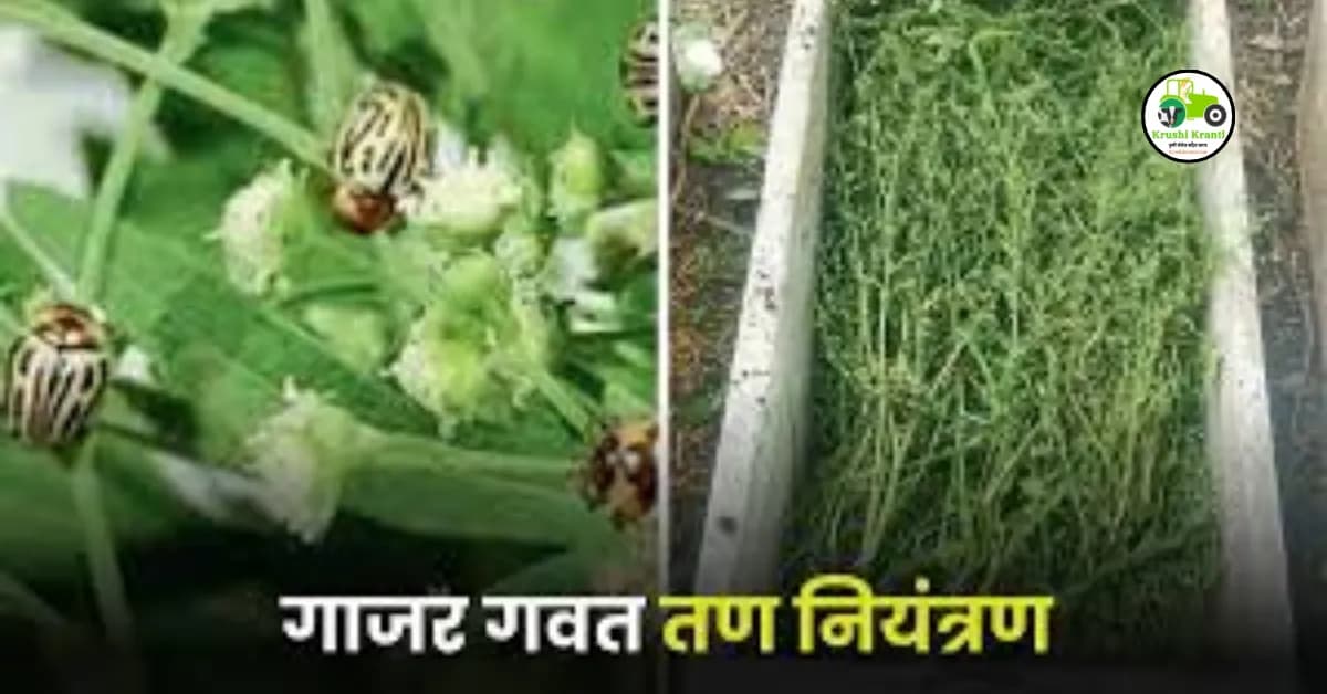 गाजर गवत तणांचे एकात्मिक नियत्रंण