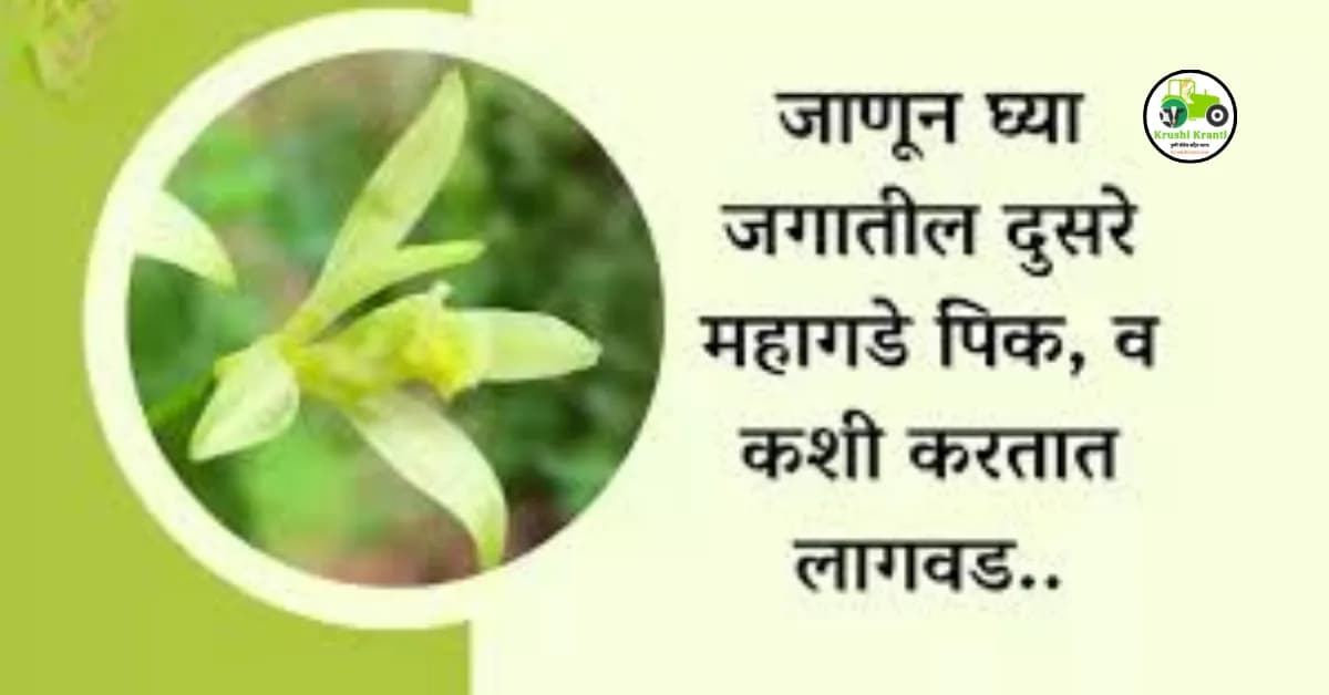 जाणून घ्या जगातील दुसरे महागडे पिक, व कशी करतात लागवड...