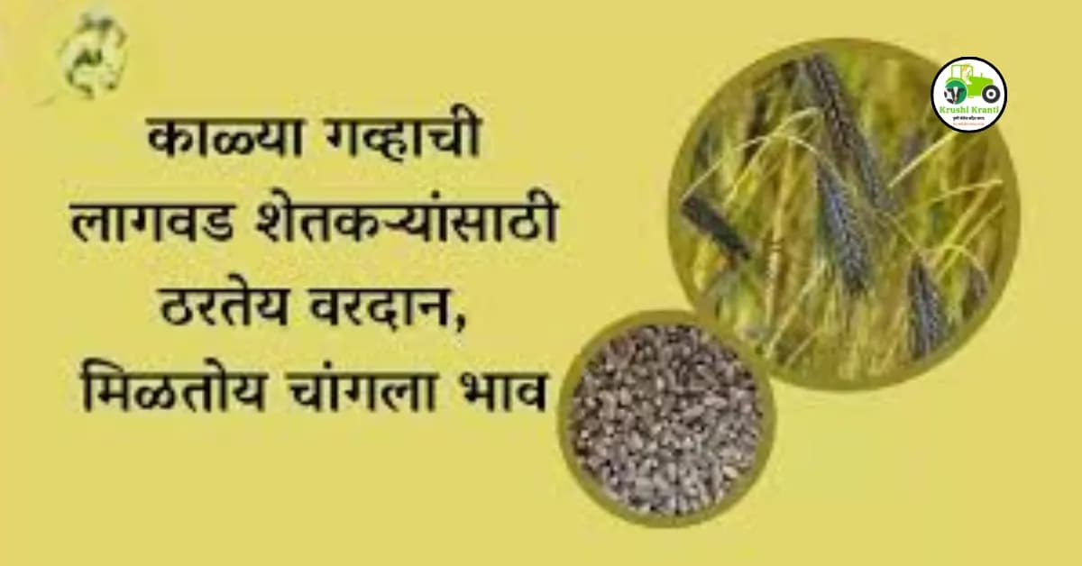 काळ्या गव्हाची लागवड शेतकऱ्यांसाठी ठरतेय वरदान, मिळतोय चांगला भाव