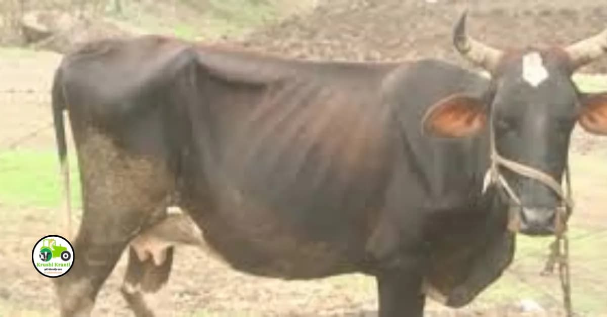 जनावर गाभण न राहण्याच्या समस्येवर घरगुती उपचार