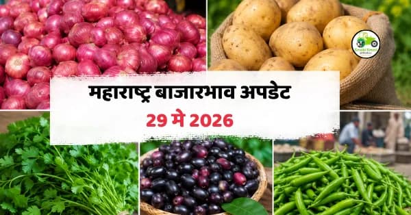 महाराष्ट्र बाजारभाव अपडेट 29 मे 2026: कांदा दर दबावात, हिरवी मिरची आणि जांभळाला चांगला भाव
