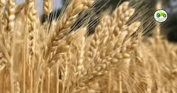 शेतकऱ्यांनो या ३ गव्हाच्या जाती देतात अधिक उत्पन्न