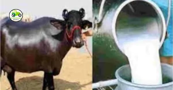 म्हशींमधील दुग्धज्वराकडे होत आहे दुर्लक्ष