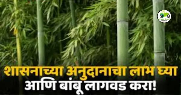 जाणून घ्या कशी करायची बांबू लागवड आणि त्यासाठी भेटणाऱ्या अनुदानाची माहिती
