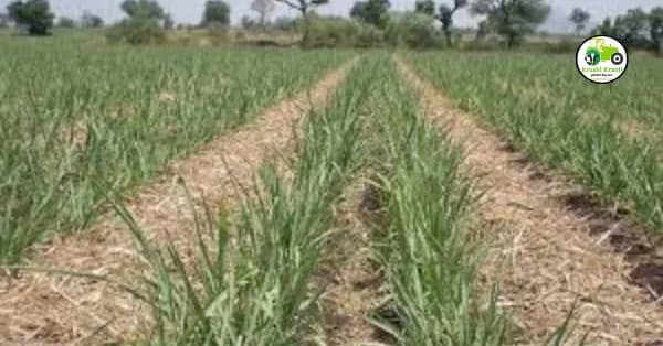 १५ फेब्रुवारीपर्यंत तुटलेल्या उसाचाच खोडवा ठेवा, त्यानंतर होतोय खोडकिडीचा प्रादुर्भाव