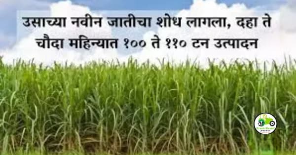 उसाच्या नवीन जातीचा शोध लागला, दहा ते चौदा महिन्यात १०० ते ११० टन उत्पादन