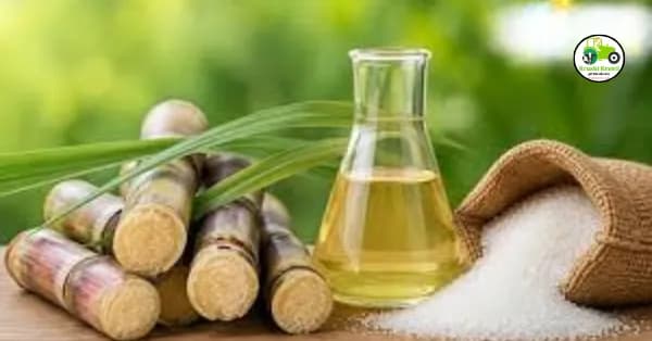 ऊस उत्पादक शेतकरी इथेनॉल उत्पादन साखर कारखाने ऊस शेती Ethanol Blending Sugar Industry