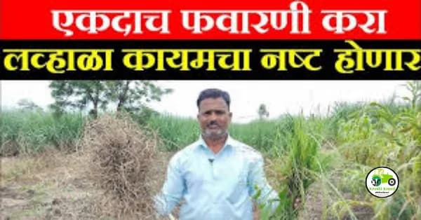 फक्त हे धान्य फेका व करा लव्हाळयाचा नायनाट