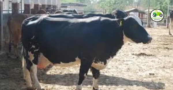 फुले त्रिवेणी गाय बाबत सविस्तर माहिती, जाणून घ्या